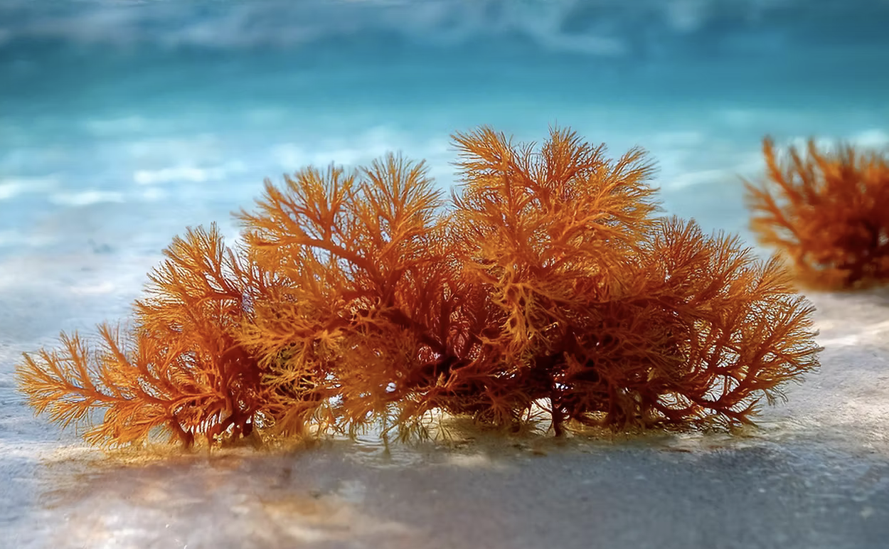 Captura de Tela 2025-06-24 às 5.59.16 PM